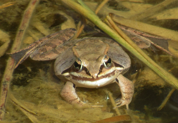 Wood Frog